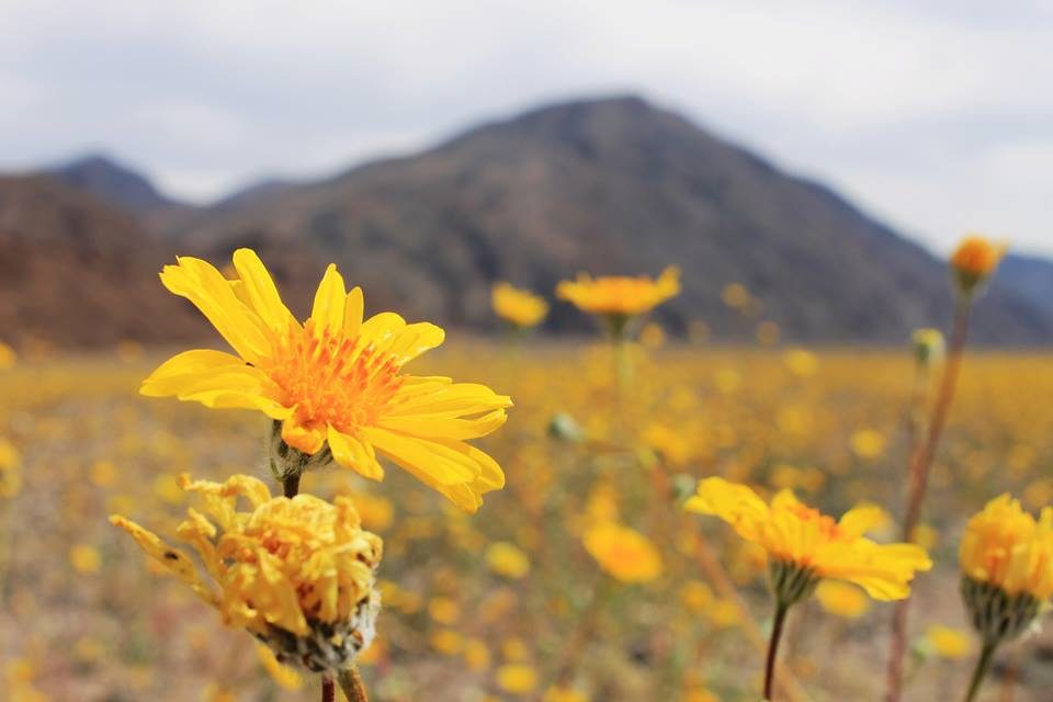 Close-up of desert flowers